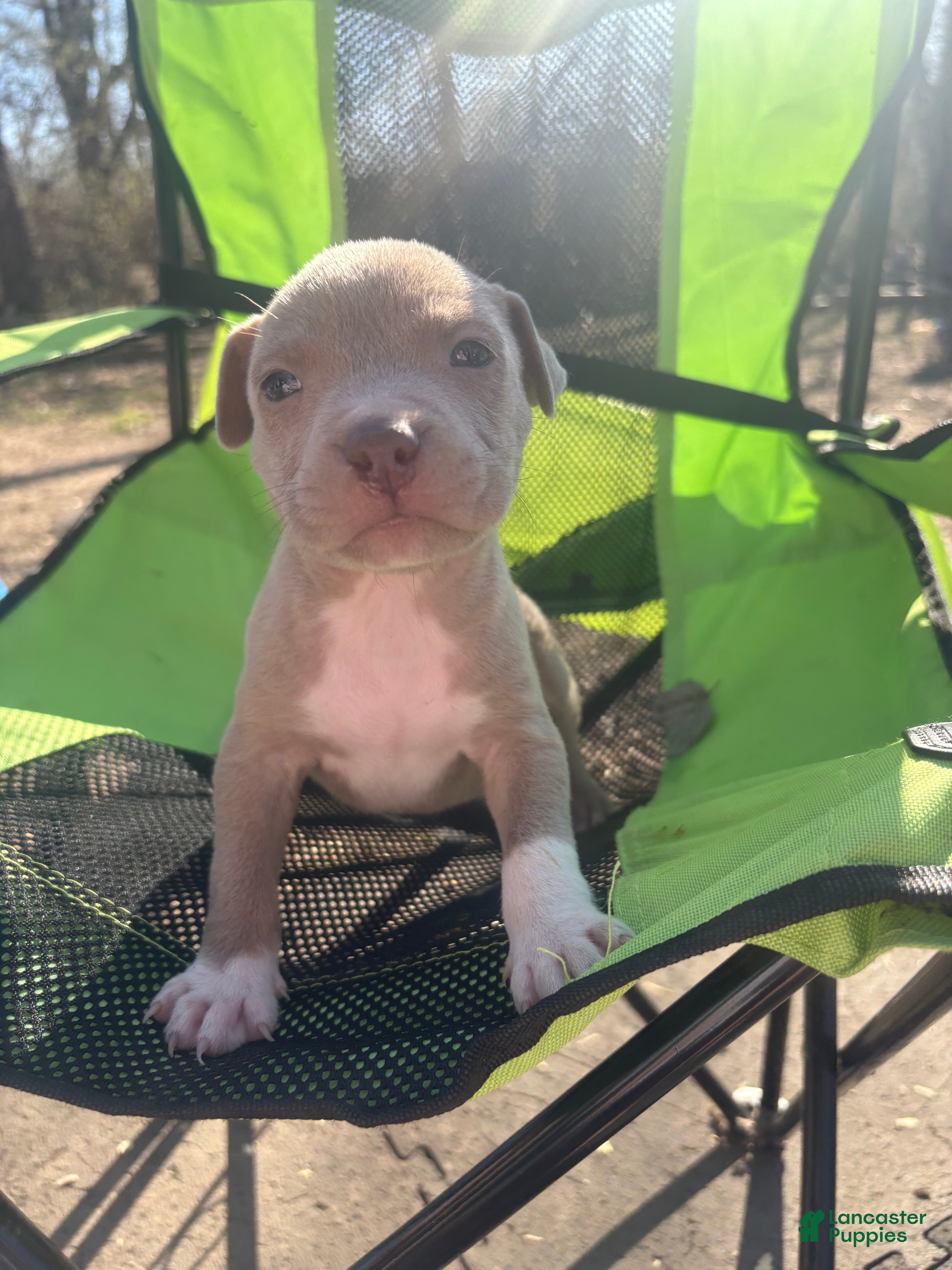 Mixed Breed dogs Mixed Breed Puppy 11 - Ad 22