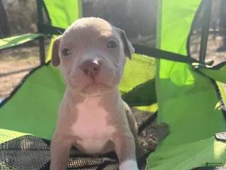 Mixed Breed dogs Mixed Breed Puppy 11 - Ad 22