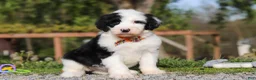 Sheepadoodle dogs for sale: Buddy - Ad 4