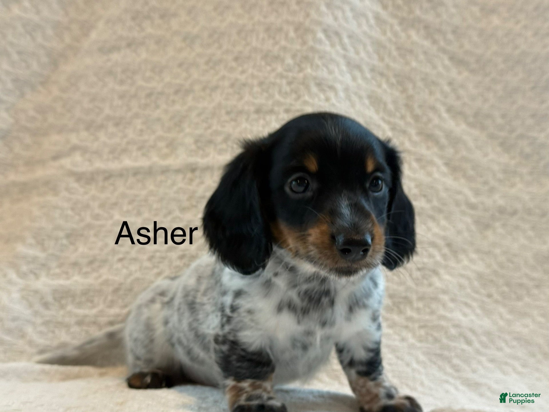 Miniature Dachshund dogs Asher - Ad 1
