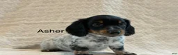 Miniature Dachshund dogs for sale: Asher - Ad 1