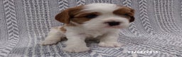 Cavalier King Charles Spaniel dogs for sale: Cavalier King Charles Spaniel Puppy 2 - Ad 4