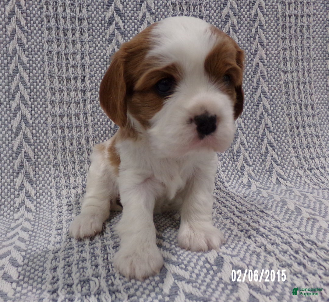 Cavalier King Charles Spaniel dogs for sale: Cavalier King Charles Spaniel Puppy 2 - Ad 4