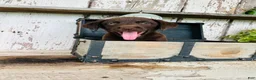 Labrador Retriever dogs for sale: Sally  - Ad 4