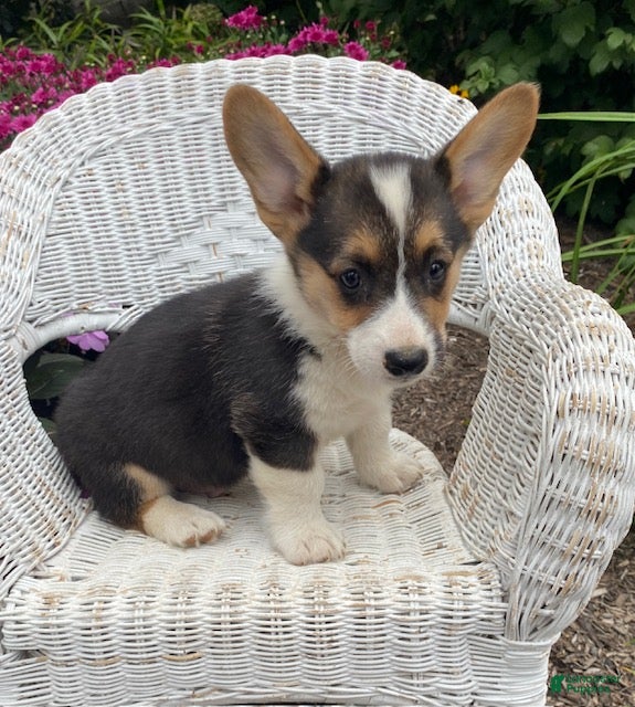 Welsh Corgi Pembroke dogs Joey - Ad 2