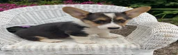Welsh Corgi Pembroke dogs for sale: Joey - Ad 2