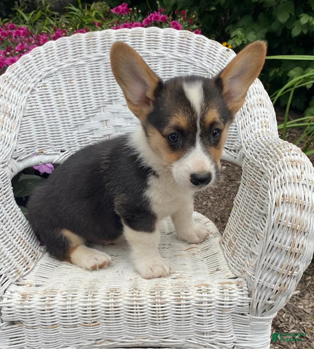 Welsh Corgi Pembroke dogs for sale: Joey - Ad 2
