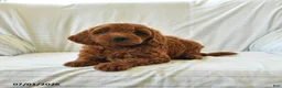 Mini Goldendoodle dogs for sale: Layla - Ad 1