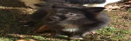 Pomeranian dogs for sale: Pomeranian 1 - Ad 4
