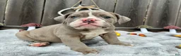English Bulldog dogs for sale: Maraika - Ad 7