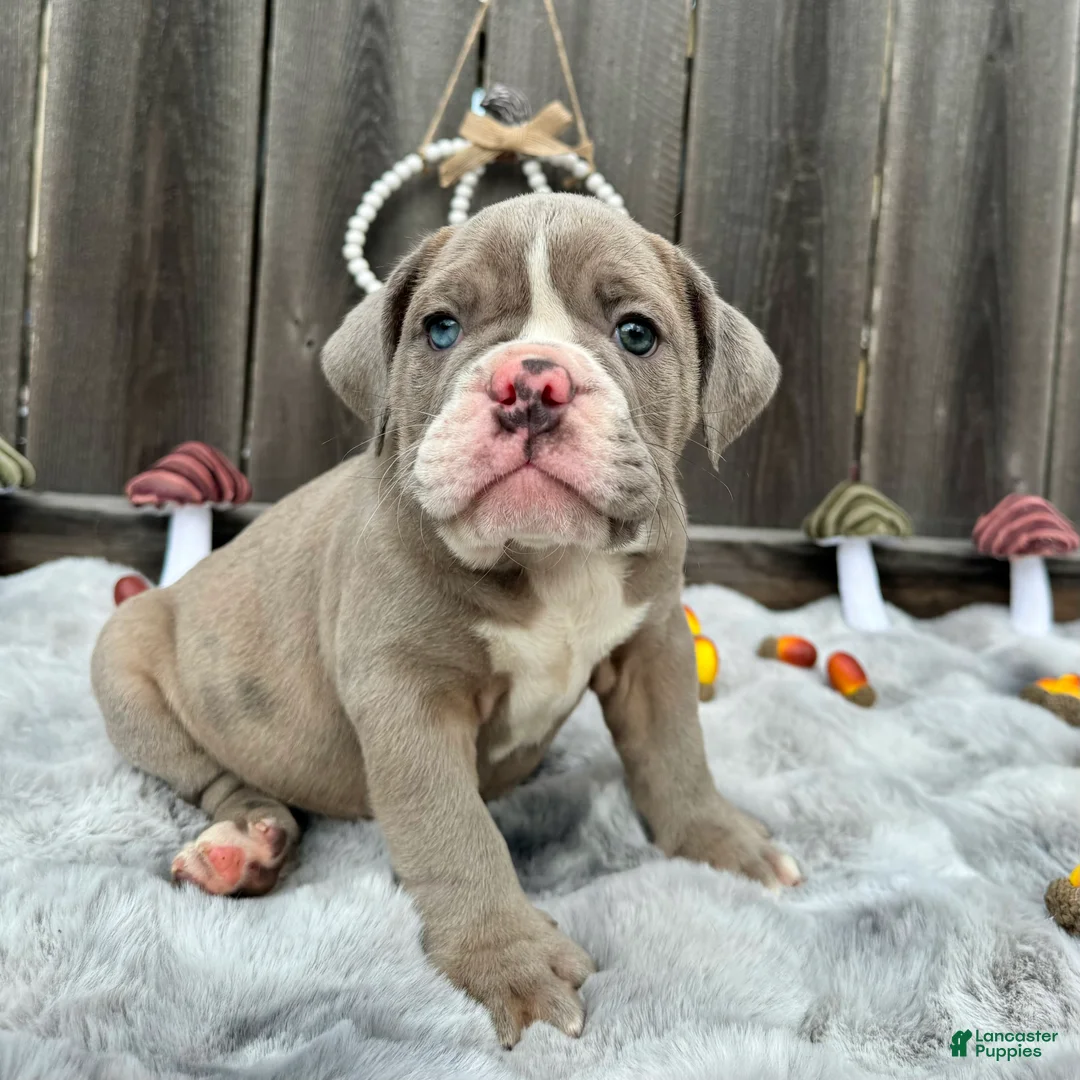 English Bulldog dogs for sale: Maraika - Ad 7