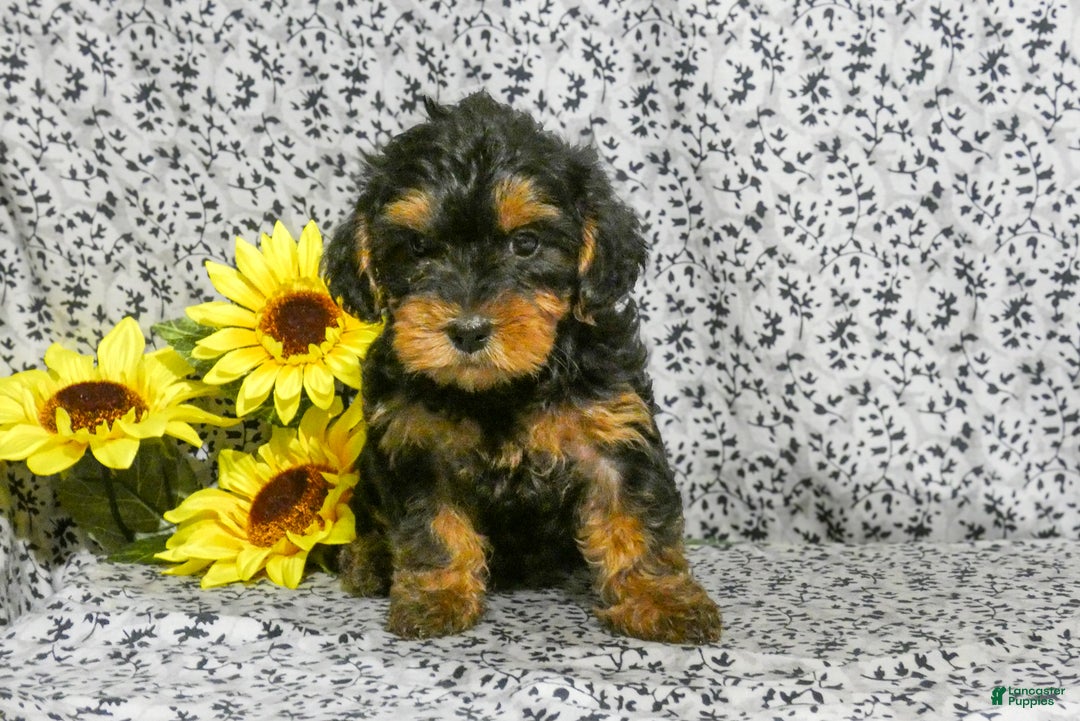 Yorkiepoo dogs for sale: Winston - Ad 4