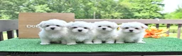Maltese dogs for sale: Betsy - Ad 5