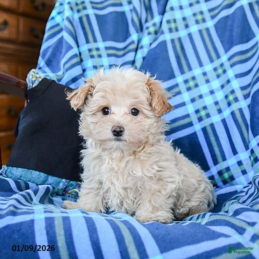 Maltipoo dogs Coffee - Ad 2