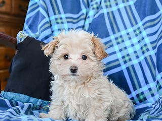 Maltipoo dogs Coffee - Ad 10