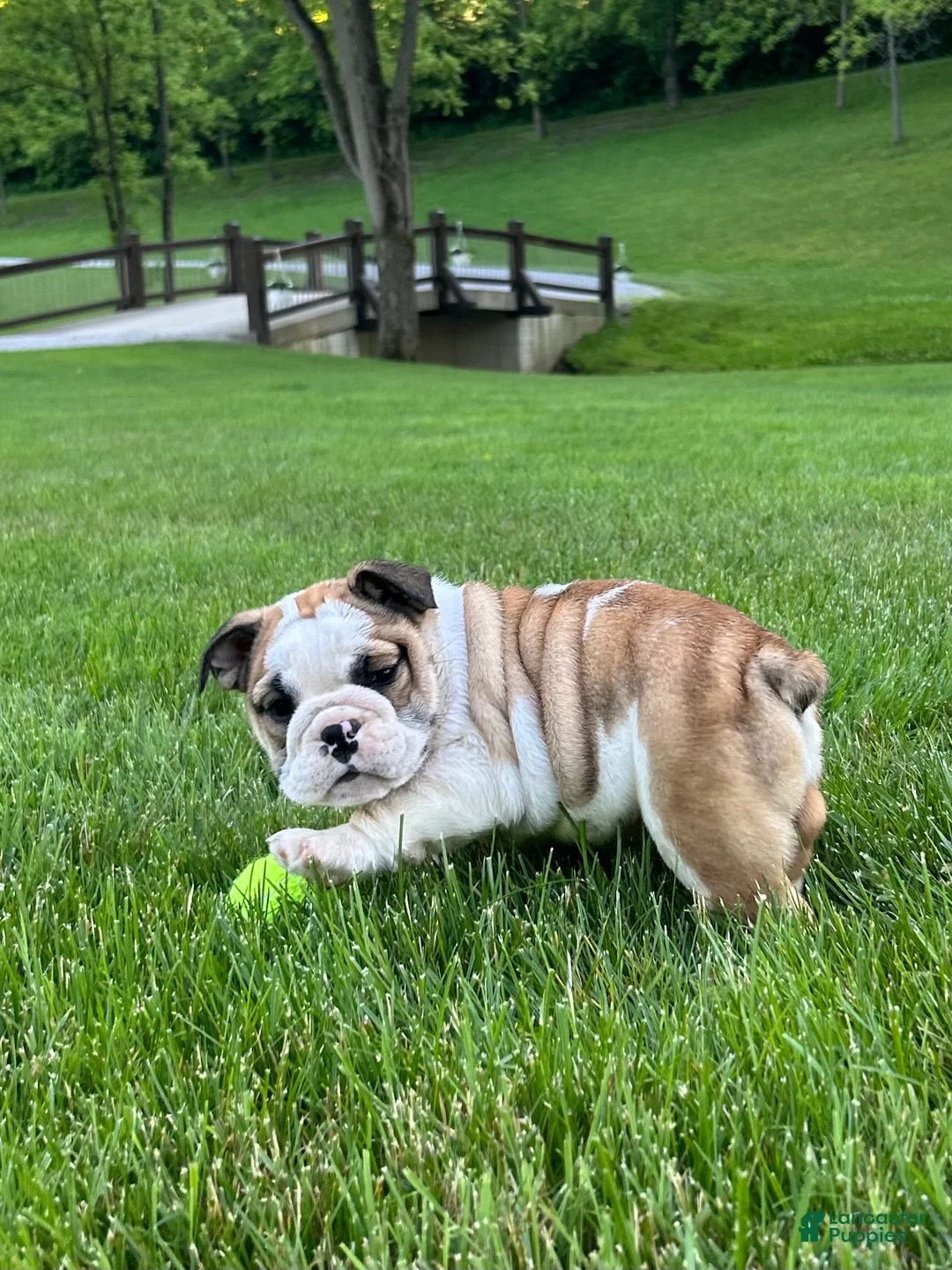 English Bulldog dogs for sale: Vanessa - Ad 2