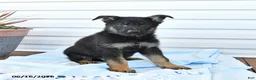 German Shepherd dogs for sale: Cowboy - Ad 2