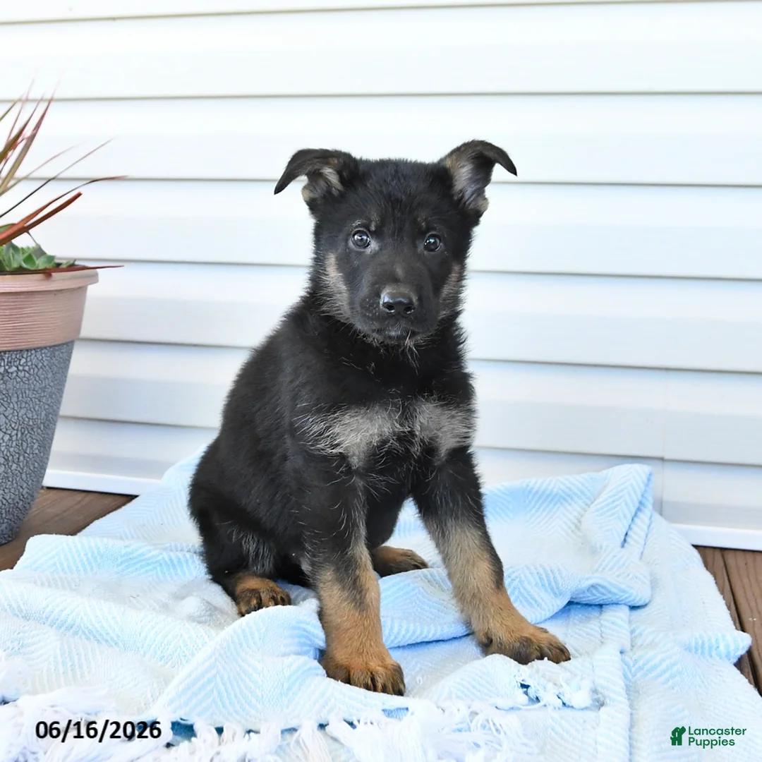 German Shepherd dogs for sale: Cowboy - Ad 2