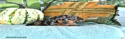 Miniature Dachshund dogs for sale: Jenny - Ad 3