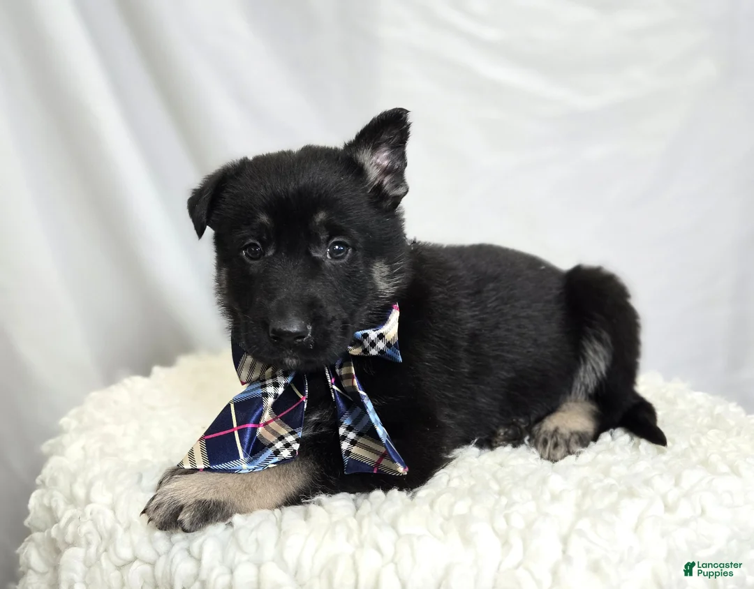 German Shepherd dogs for sale: Ryan - Ad 9