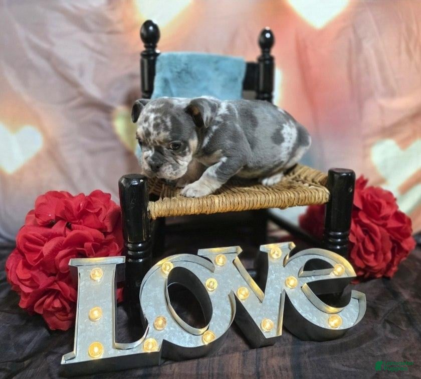 English Bulldog dogs English Bulldog Puppy 1 - Ad 14