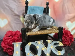 English Bulldog dogs English Bulldog Puppy 1 - Ad 14