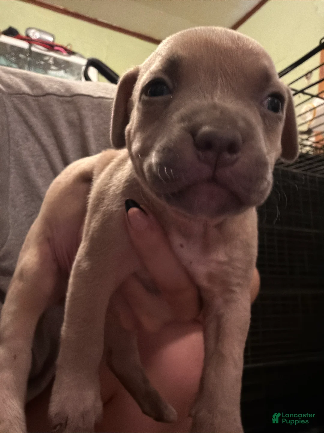 American Bully dogs for sale: American Bully 3 - Ad 1