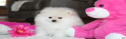 Pomeranian dogs for sale: Tiana - Ad 7