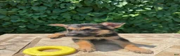 German Shepherd dogs for sale: Bean - Ad 3