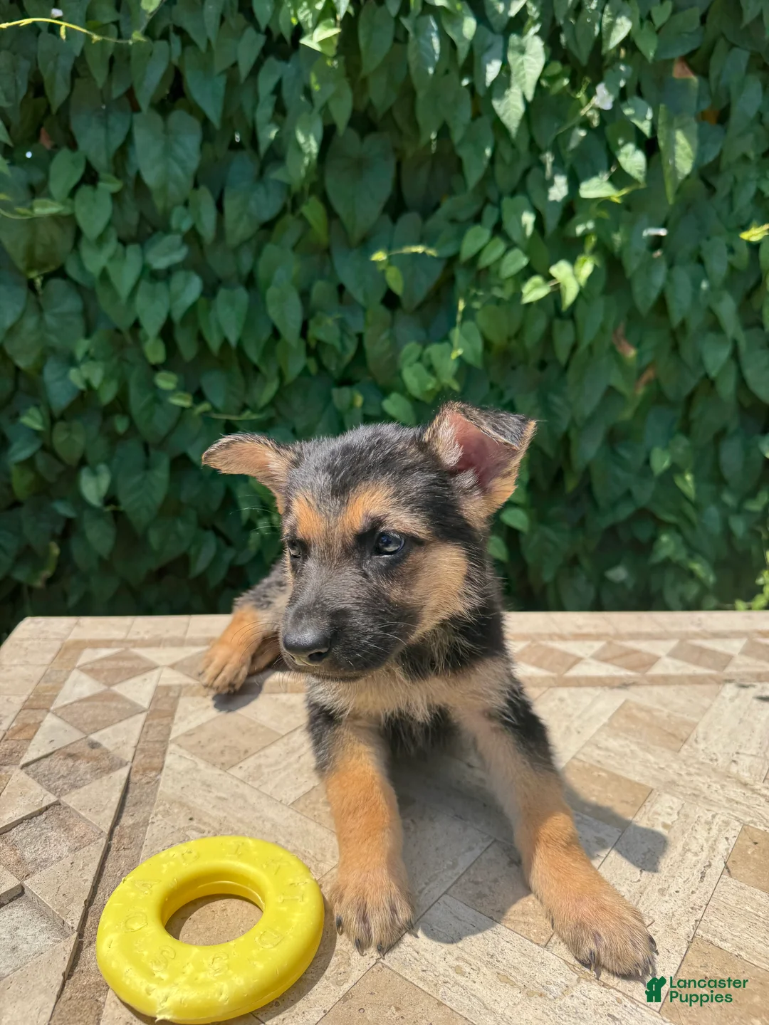German Shepherd dogs for sale: Bean - Ad 3