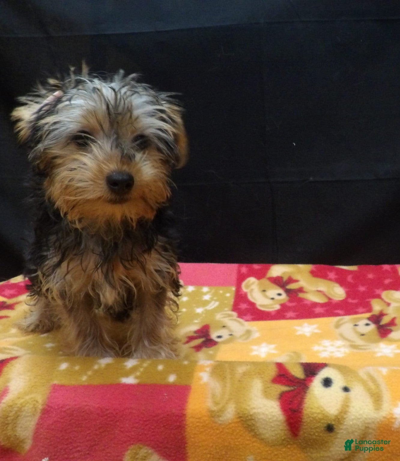 Yorkshire Terrier dogs for sale: Samson - Ad 25