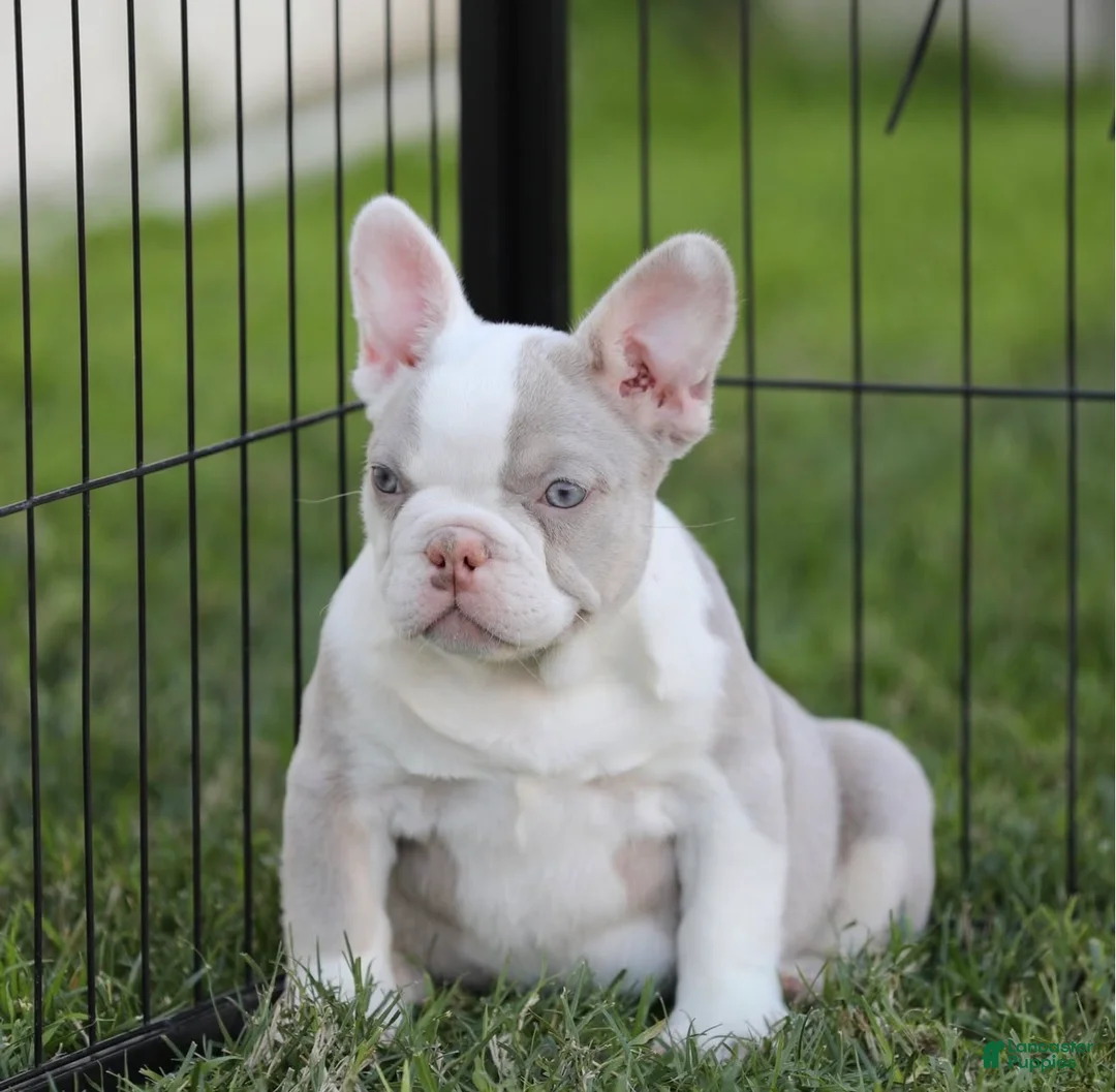 French Bulldog dogs for sale: French Bulldog Puppy 2 - Ad 2