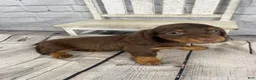 Miniature Dachshund dogs for sale: Lexi - Ad 12