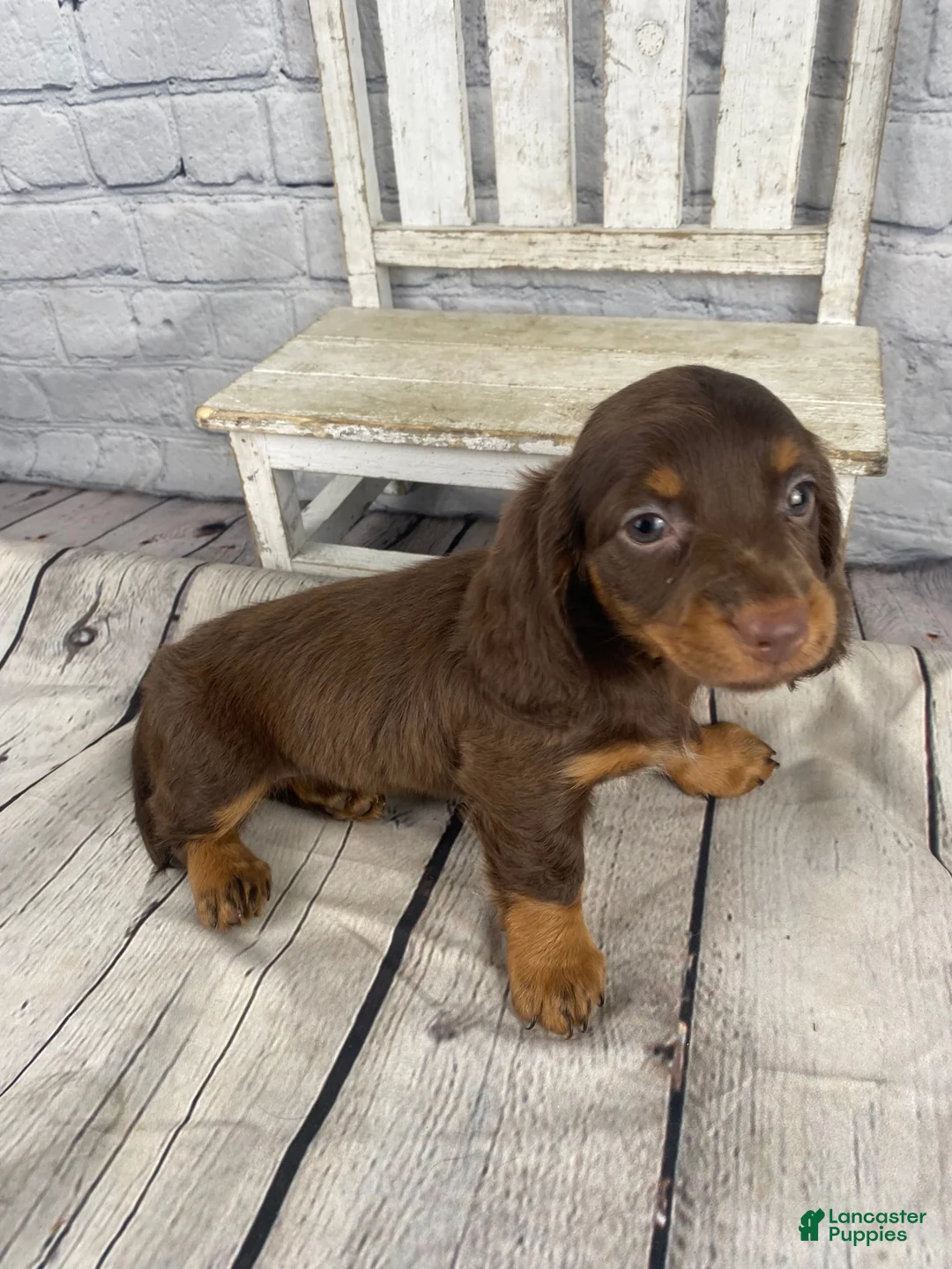 Miniature Dachshund dogs for sale: Lexi - Ad 12