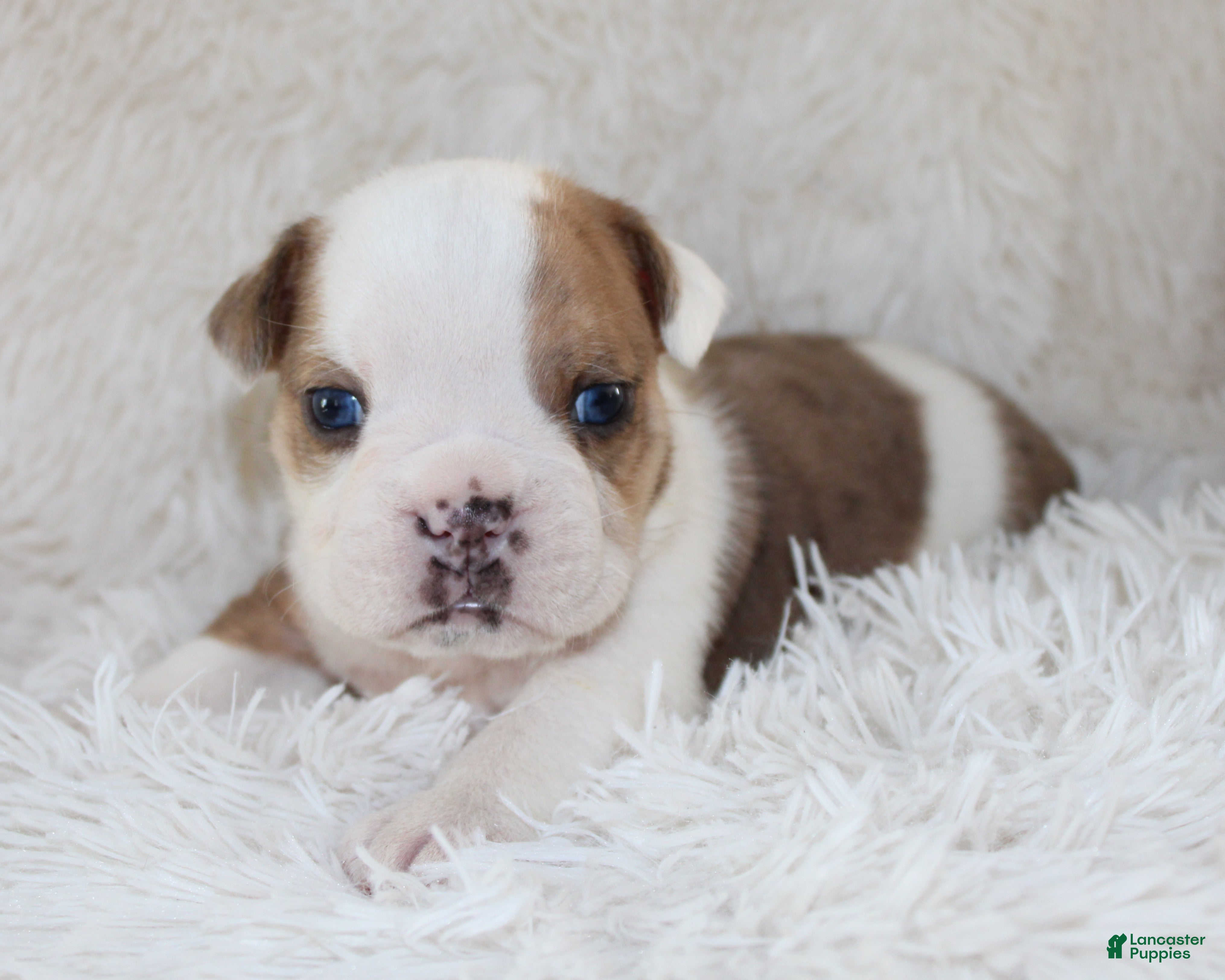 English Bulldog dogs Henry - Ad 1