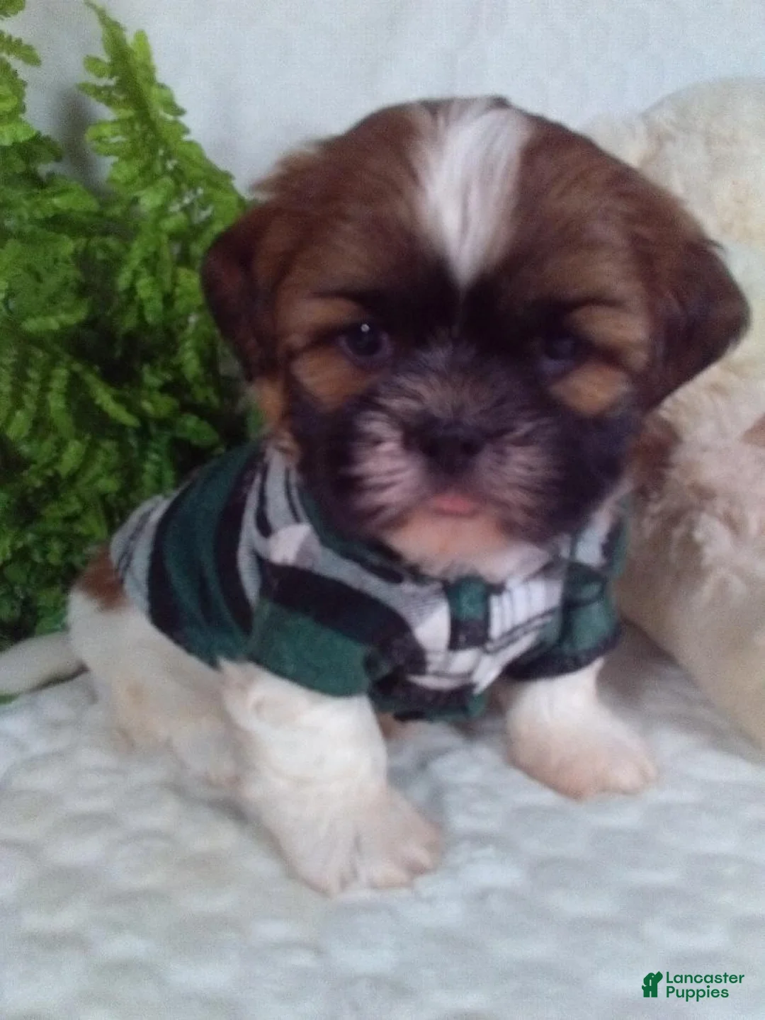 Shih Tzu dogs for sale: Hayes  - Ad 1