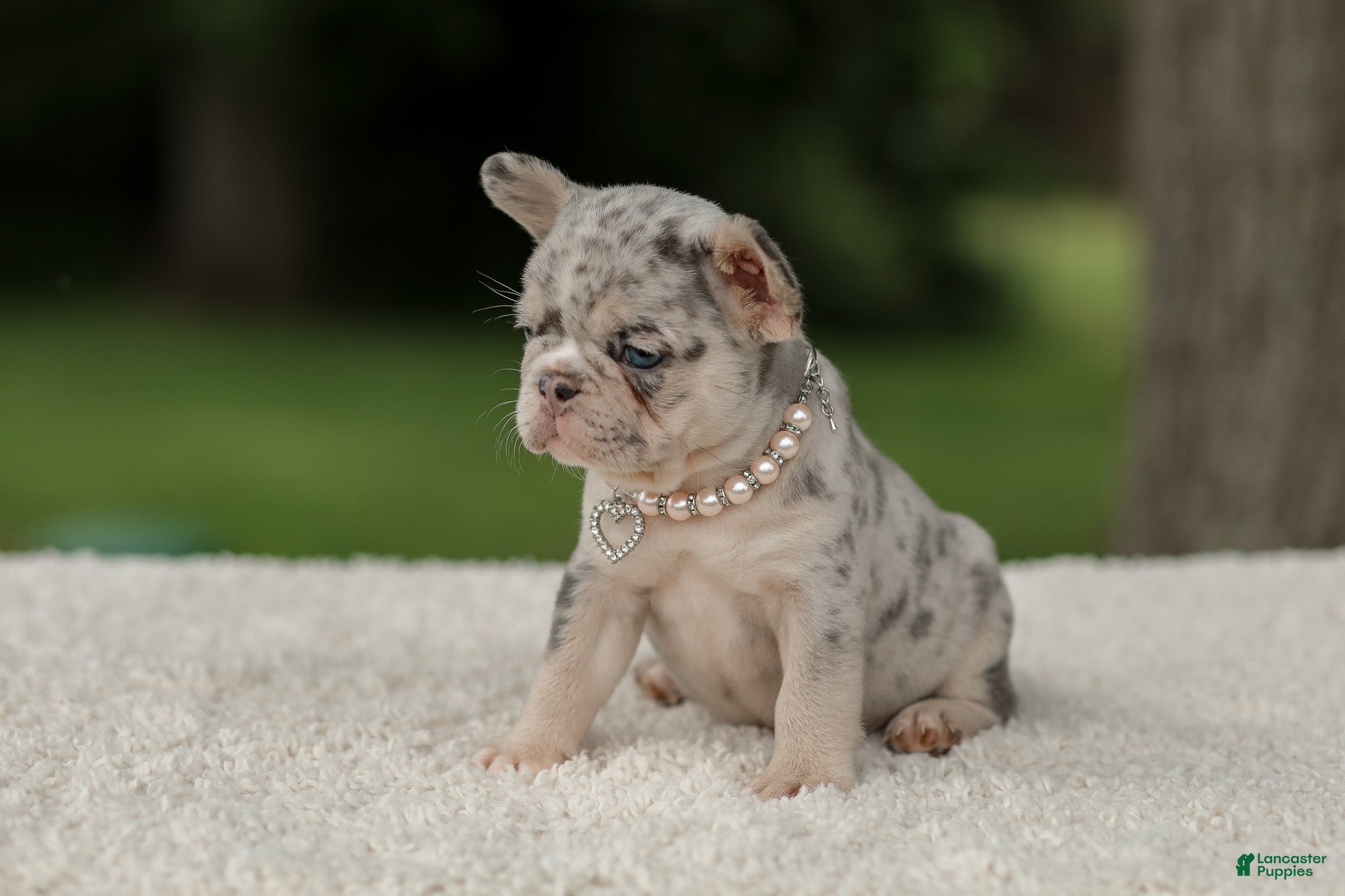 French Bulldog dogs Dahlia - Ad 2