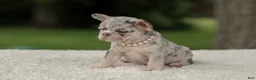 French Bulldog dogs for sale: Dahlia - Ad 2