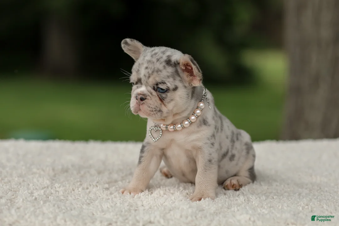 French Bulldog dogs for sale: Dahlia - Ad 2