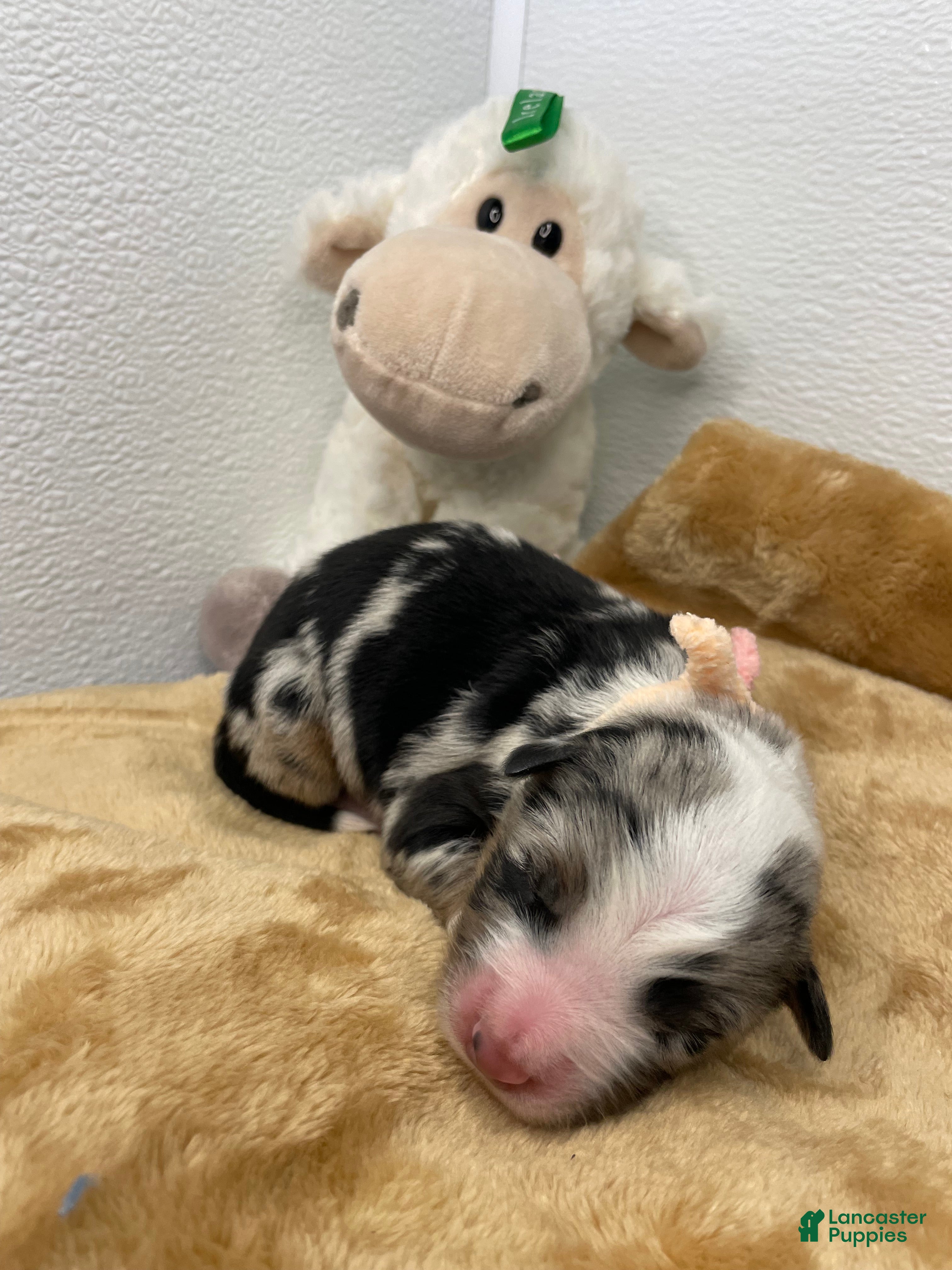 Australian Shepherd dogs Manny - Ad 6