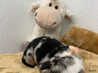 Australian Shepherd dogs Manny - Ad 6