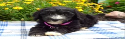 Sheepadoodle dogs for sale: Sugar - Ad 5