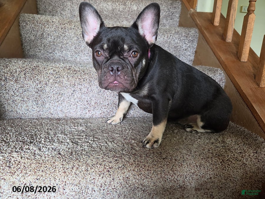 French Bulldog dogs Bella - Ad 1