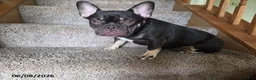 French Bulldog dogs for sale: Bella - Ad 1