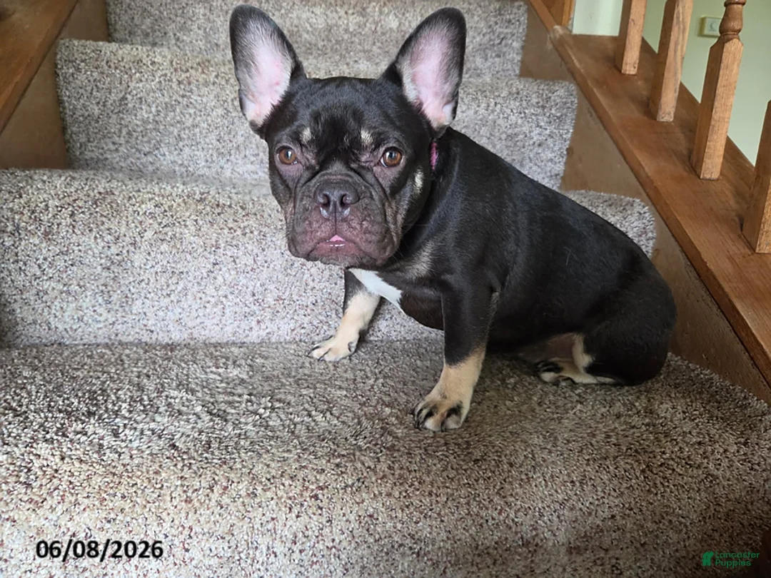 French Bulldog dogs for sale: Bella - Ad 1