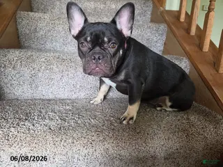 French Bulldog dogs for sale: Bella - Ad 2
