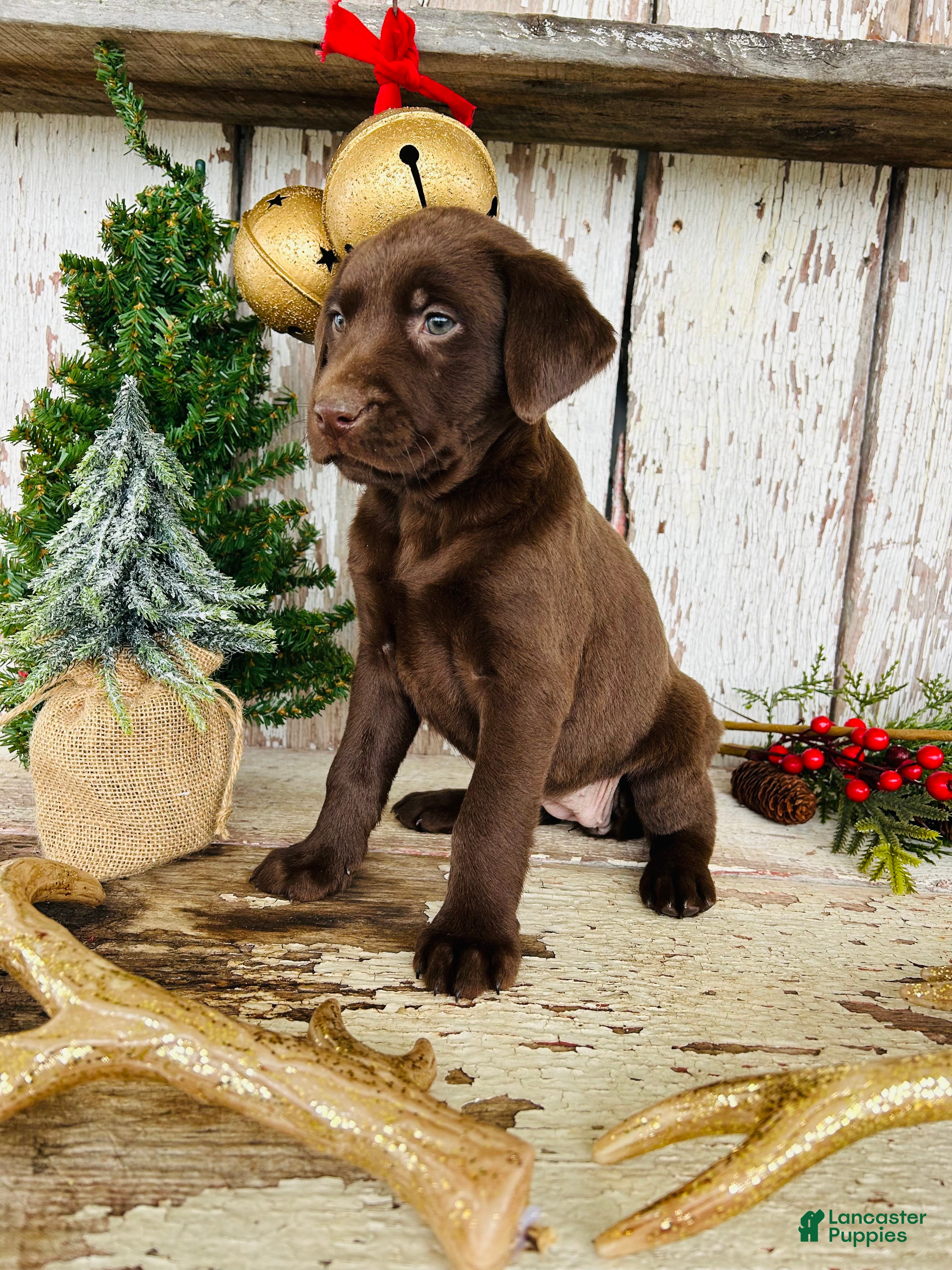 Labrador Retriever dogs Merry - Ad 20