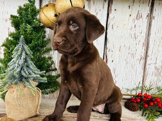 Labrador Retriever dogs Merry - Ad 16