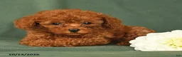 Toy Poodle dogs for sale: Henry - Ad 4