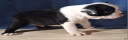 Miniature Dachshund dogs for sale: Alan - Ad 6